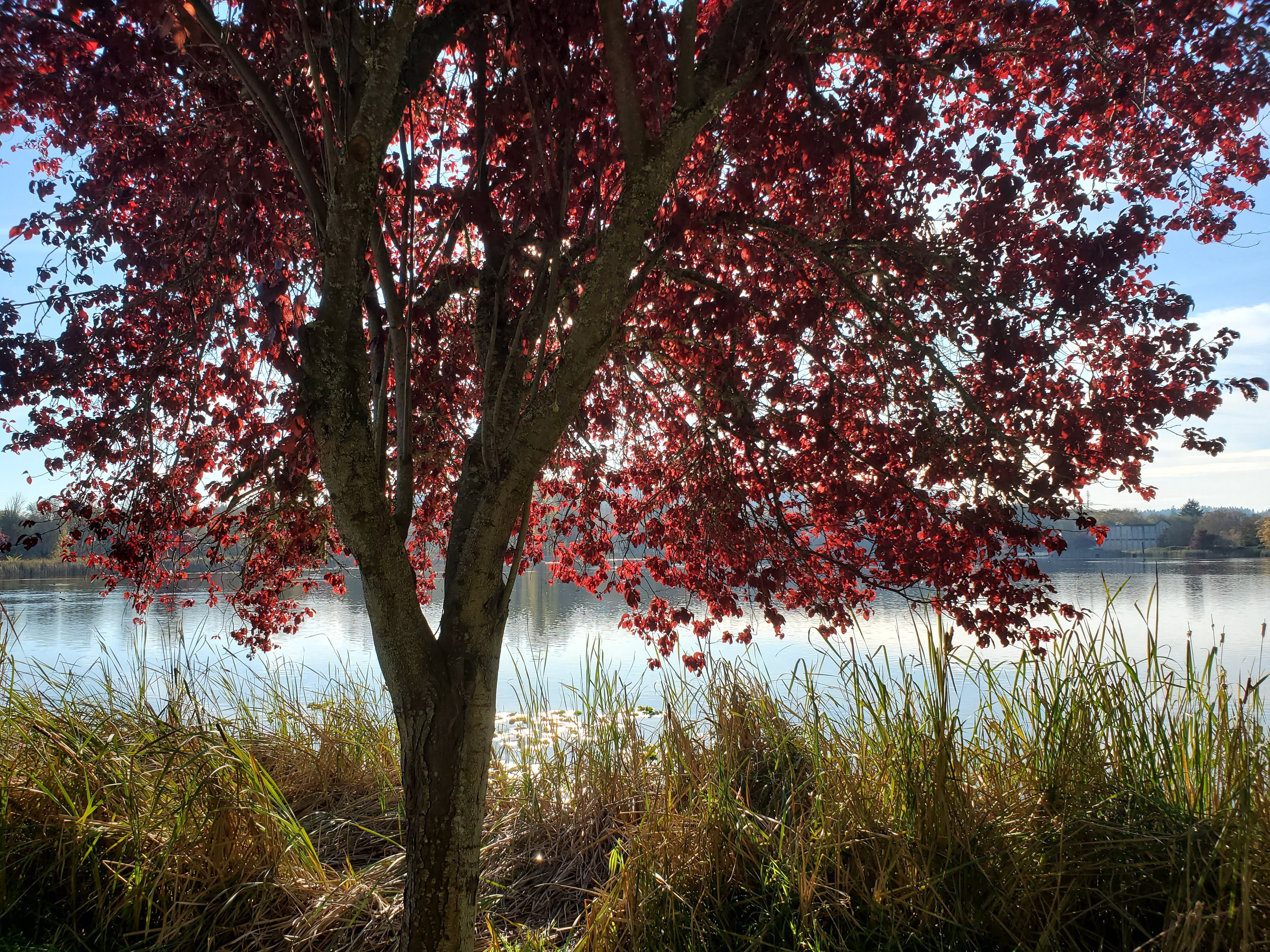 🍂 A Little Fall Magic in Vernonia, Oregon